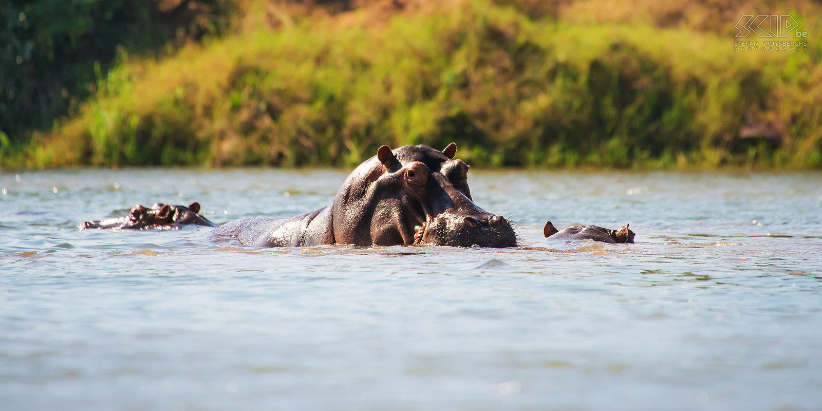 Lower Zambezi - Nijlpaard Er zijn enorm veel groepen van nijlpaarden in Zambezi rivier. Ze zijn in het water, onder water, grazen of slapen langs de oevers, knorren of gapen en  tonen dan hun enorme ivoren hoektanden waarmee ze gemakkelijk een kano in 2 kunnen bijten. Nijlpaarden vallen zeker niet aan voor voedsel maar ze zijn zeer territoriaal in het water dus je moet ze altijd veel ruimte geven. Andere gevaren waren krokodillen, verdronken boomstammen, verborgen zandbanken, wind en sterke stromingen.  Stefan Cruysberghs